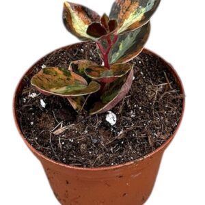 other plants Peperomia cream Brulee
(14 Plants/Order)(8cmP 12cmH)