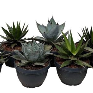 Agave other Macroacantha Agave mix
(17 Plants/Order)(20cmP 25cmH)