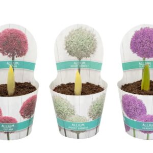 Allium Allium mixed in Luxe Potcover
(10 Plants/Order)(12cmP 15cmH)