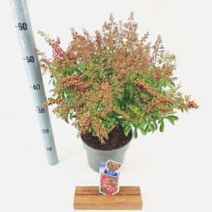 Pieris Passion Pieris jap. 'Passion' PBR
(1 Plants/Order)(23cmP 45cmH)