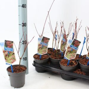 Acer palmatum Phoenix Acer pal. 'Phoenix'
(12 Plants/Order)(10.5cmP 35cmH)