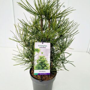 Sciadopitys verticillata Sciadopitys verticillata 40-50C5
(1 Plants/Order)(23cmP 60cmH)