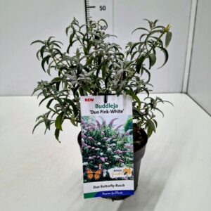 Buddleja Buddleja dav. Duo Roze-Wit 25-30C2
(1 Plants/Order)(17cmP 30cmH)