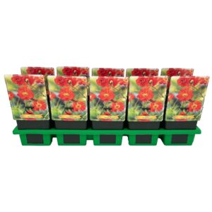 Geum Macgeu001 Geum 'Tempest Scarlet' P11
(10 Plants/Order)(11cmP 25cmH)