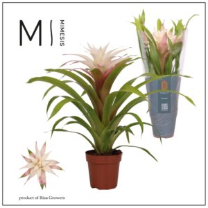 Guzmania Guzmania Deseo Magical white - 12 cm | Mimesis
(10 Plants/Order)(12cmP 42cmH)
