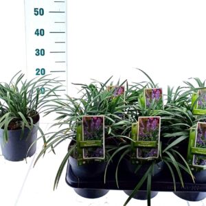 Liriope Moneymaker Liriope muscari 'Moneymaker'
(1 Plants/Order)(17cmP 20cmH)