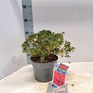 Rhododendron Other Rhododendron (AJ) 'Anouk'
(1 Plants/Order)(19cmP 30cmH)