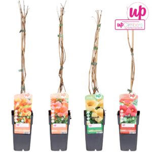 Campsis Campsis mix laag geent P15
(50 Plants/Order)(15cmP 65cmH)