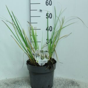 Cortaderia selloana Cortaderia selloana 'Junior' P23
(1 Plants/Order)(23cmP 50cmH)