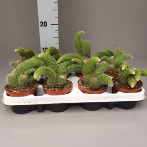 Cactus Hildewintera colademonis
(12 Plants/Order)(9cmP 15cmH)