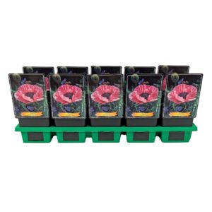 Papaver Papaver orientale 'Pink' P11
(10 Plants/Order)(11cmP 25cmH)