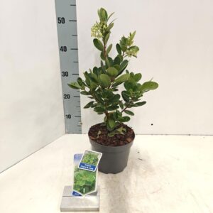 Arbutus unedo Arbutus unedo 'Peace & Love'
(1 Plants/Order)(17cmP 55cmH)