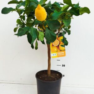 Citrus limon Citrus limon - Lemon
(1 Plants/Order)(21cmP 60cmH)