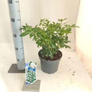 Choisya ternata Choisya ternata
(1 Plants/Order)(19cmP 40cmH)