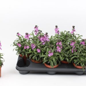 Verbena Venturi Scarlet Erysimum Dark lavendel
(15 Plants/Order)(10.5cmP 22cmH)
