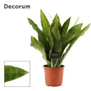 Sansevieria Sansevieria Aubrytiana 14 cm Nite Lite (Decorum)
(7 Plants/Order)(14cmP 45cmH)