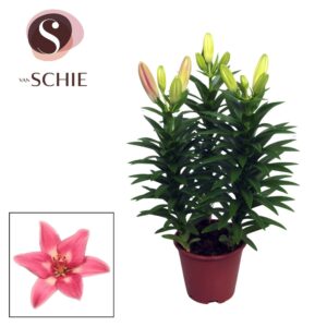 Lilium Buzzer Lilium Az Rozalynn 13cm
(9 Plants/Order)(13cmP 35cmH)