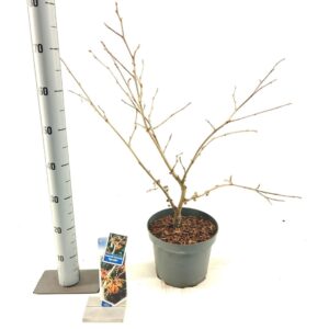 Hamamelis x intermedia Aphrodite Hamamelis int. 'Aphrodite'
(1 Plants/Order)(23cmP 70cmH)