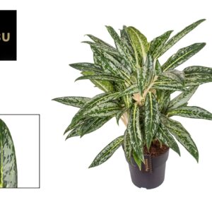 Aglaonema Matcha Lemon Aglaonema Matcha Lemon
(1 Plants/Order)(19cmP 65cmH)