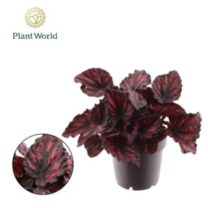 Begonia Magic Colours Etna Begonia rex Etna
(8 Plants/Order)(12cmP 25cmH)