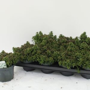 Iberis sempervirens Iberis
(8 Plants/Order)(13cmP 20cmH)