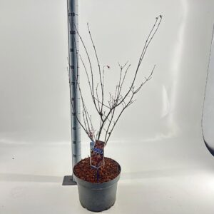 Acer palmatum Acer pal. 'Yezo nishiki'
(1 Plants/Order)(29cmP 80cmH)