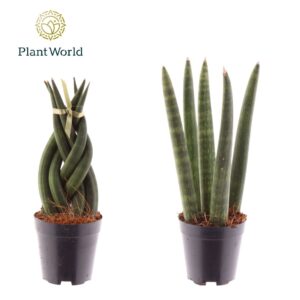 Sansevieria Cylindrica Sansevieria mix: Twist-Spaghetti
(20 Plants/Order)(6cmP 15cmH)