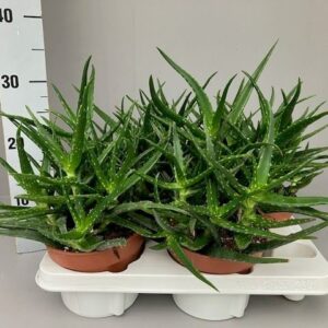 Aloe Aloe kedongensis
(4 Plants/Order)(15cmP 40cmH)