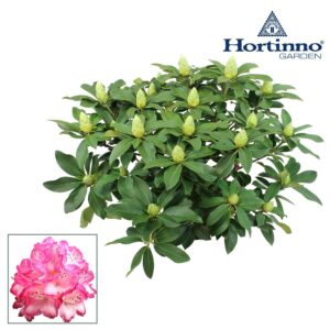 Rhododendron Xxl Hortinno® Garden XXL The Original green 80 - 90 cm
(1 Plants/Order)(35cmP 90cmH)