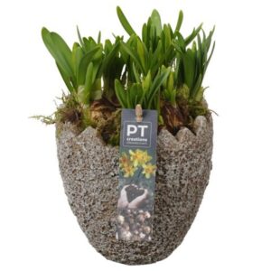 Narcissus Tete a Tete PTNP4477 Arrangement Narcissus Easter in beton ei
(6 Plants/Order)(14cmP 18cmH)