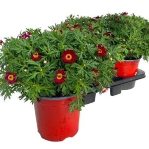 Argyranthemum other op Argyranthemum Frutescens "struik" - red
(1 Plants/Order)(18cmP 45cmH)