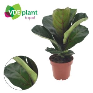 Ficus Bambino Ficus Lyrata Bambino
(8 Plants/Order)(12cmP 30cmH)