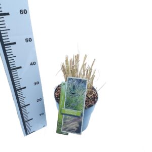 Pennisetum alopecuroides Pennisetum alopecuroides 'Black Beauty'
(1 Plants/Order)(23cmP 35cmH)