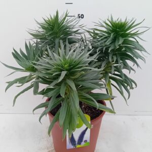 Echium webbii Echium webbii
(1 Plants/Order)(24cmP 40cmH)