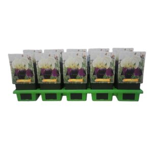 Iris Salonique Iris Germanica 'Salonique' P11
(10 Plants/Order)(11cmP 25cmH)