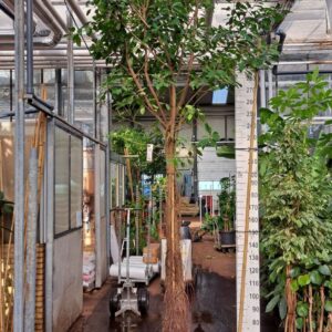 Ficus natalensis Lynn Ficus Natalensis Lynn multistam met luchtwortels
(1 Plants/Order)(55cmP 400cmH)