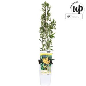 Pyracantha coccinea Sunny Star Pyracantha coccinea 'Sunny Star' P15
(10 Plants/Order)(15cmP 65cmH)