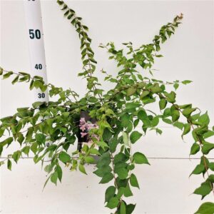 Kolkwitzia Pink Cloud Kolkwitzia amabilis 'Pink Cloud'
(1 Plants/Order)(17cmP 45cmH)