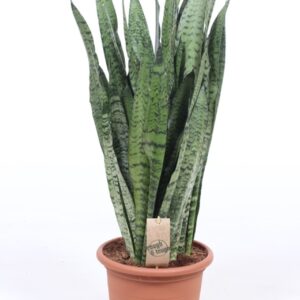 Sansevieria zeylanica Sansevieria zeylanica
(1 Plants/Order)(25cmP 80cmH)