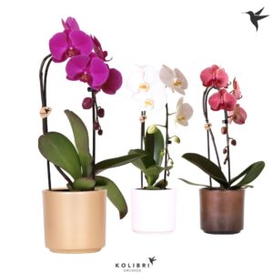 Phalaenopsis Elegant Cascade Kolibri Orchids Phalaenopsis Cascade Niagara Fall mix 1 spike in Simplicity Pot
(6 Plants/Order)(12cmP 50cmH)
