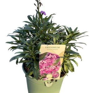Erysimum linifolium Bowles Mauve Erysimum 'Bowles Mauve'
(1 Plants/Order)(17cmP 45cmH)