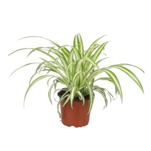 Chlorophytum Variegatum Chlorophytum comosum Variegatum
(10 Plants/Order)(12cmP 25cmH)