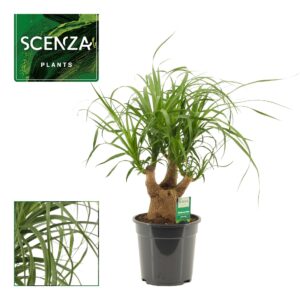 Nolina recurvata Beaucarnea busch 19 cm (Scenza)
(5 Plants/Order)(19cmP 45cmH)