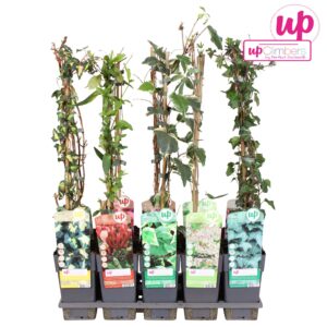 Klimplanten Klimplanten mix tray standaard P15
(10 Plants/Order)(15cmP 65cmH)