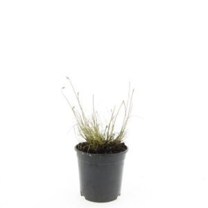 Pennisetum alopecuroides Little Bu Pennisetum al. 'Little Bunny'
(8 Plants/Order)(14cmP 10cmH)