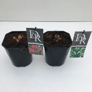 Dicentra spectabilis Dicentra spect. mix
(6 Plants/Order)(17cmP 15cmH)