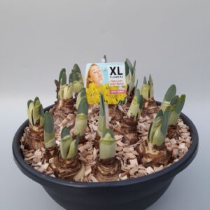 Narcissus Gold Medal Narcissus Gold medal
(1 Plants/Order)(27cmP 20cmH)