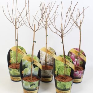 Hydrangea paniculata Hydrangea Paniculata op stam 'Mix' 17cm in potcover 'Classic- line'
(1 Plants/Order)(17cmP 60cmH)