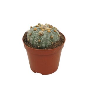 Cactus Astrophytum asterias 8,5 cm
(18 Plants/Order)(8.5cmP 12cmH)