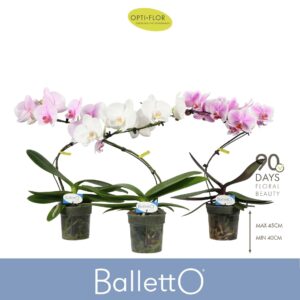Phalaenopsis mixed Balletto mix 1 spike
(6 Plants/Order)(12cmP 45cmH)